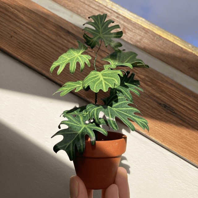 Philodendron 'Selloum'
