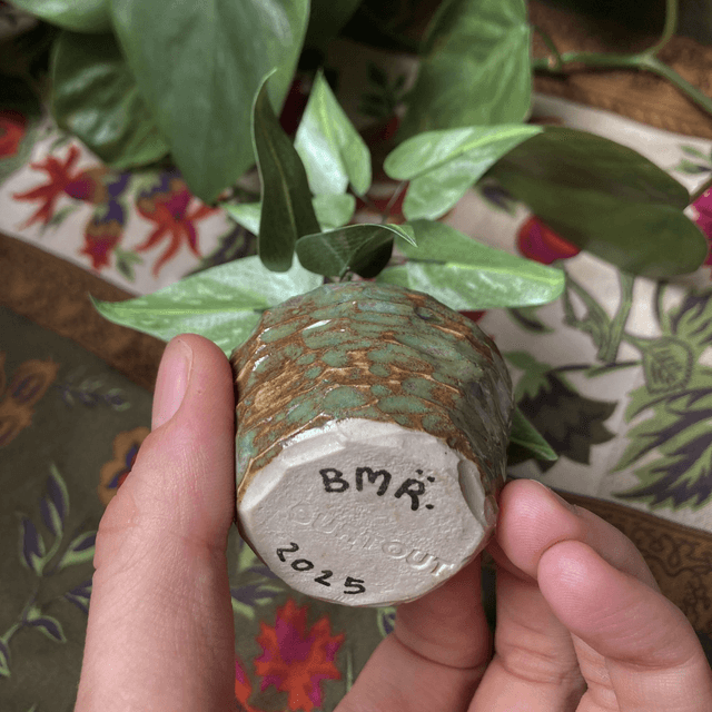 Philodendron "White Princess" x Surtout