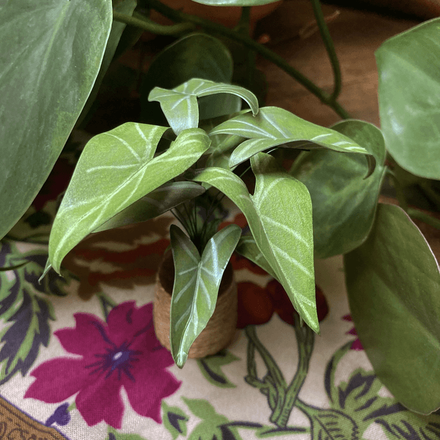 Alocasia &#039;Frydek&#039;